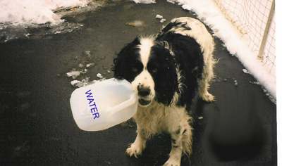 Max drinks plenty of water