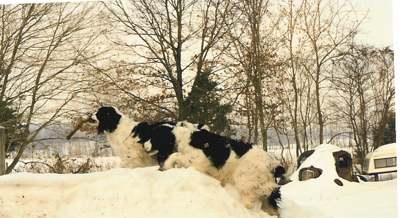 Gracy climbs to the top.