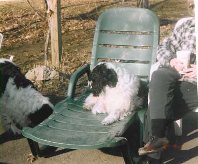 Gracy relaxing in a sun chair.