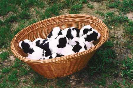 Ten Puppies in a Basket